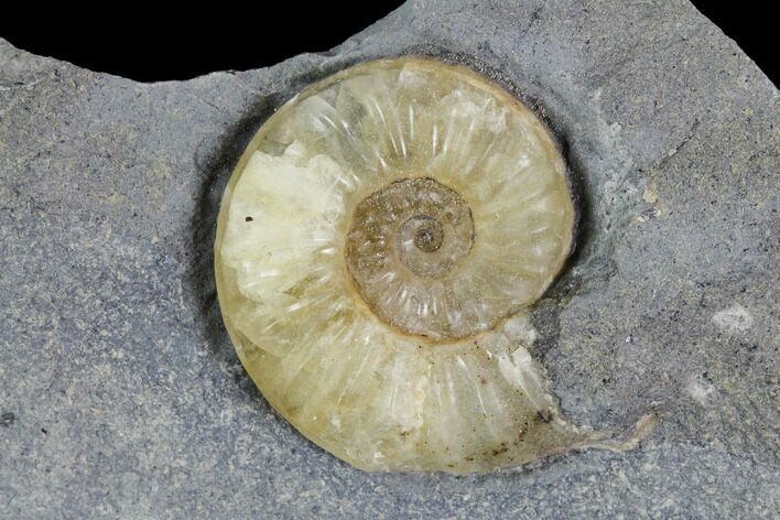 Fossil Ammonite (Promicroceras) - Lyme Regis #110711